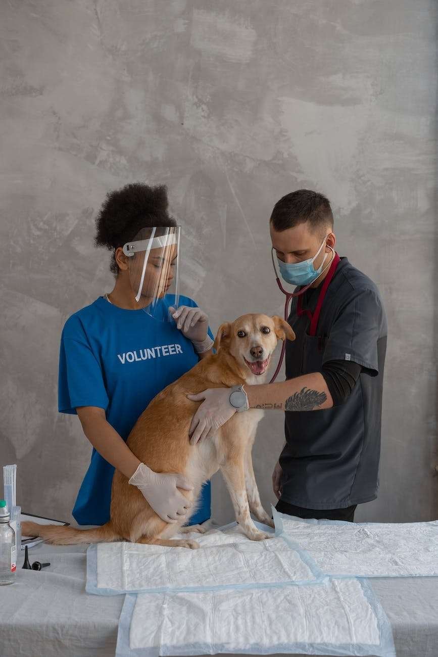 woman in blue shirt holding a dog