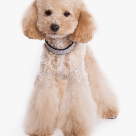 Dogo VIP Bling Collars