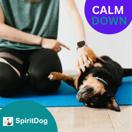 SpirtDog Calm Down Course