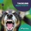 Tackling Reactivity Dog Training Bundle