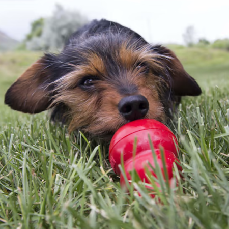 Dog enjoying Kong