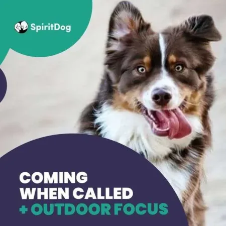 SpiritDog - Recall Success - Dog Training