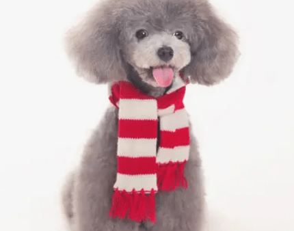 Dogo Pet Urban Red Stripe Scarf