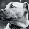 black and white photo of a dog