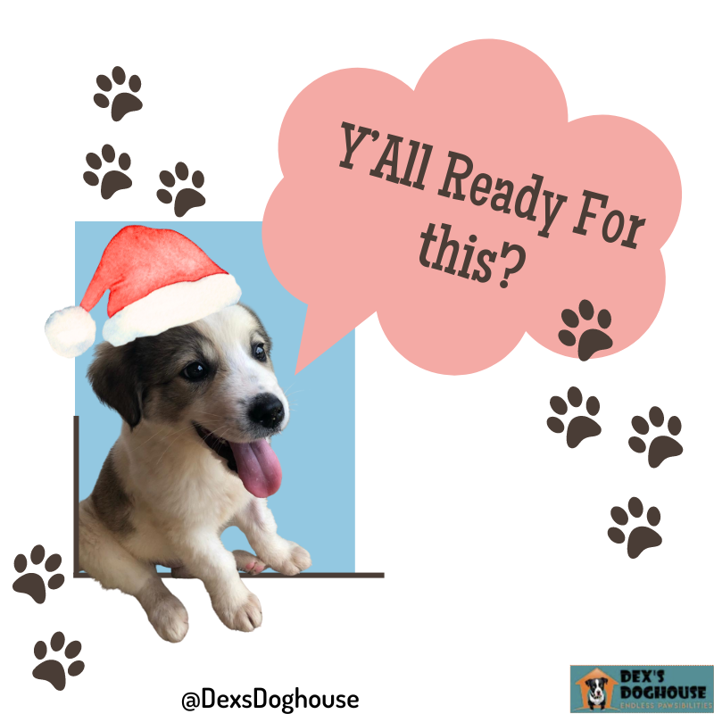 Puppy For Christmas