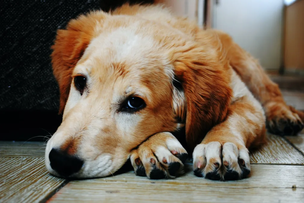 Sad pup