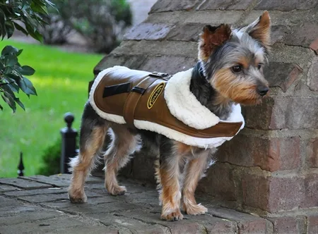 Doggie Design Black & Brown Bomber Jacket