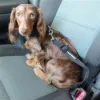 Doggie Design Seat Belt Strap