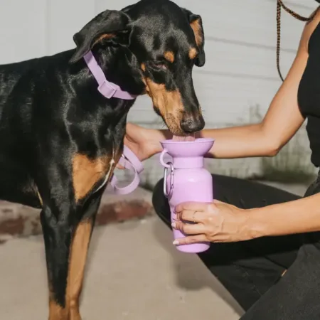 Springer 22oz Dog Watering Bottle