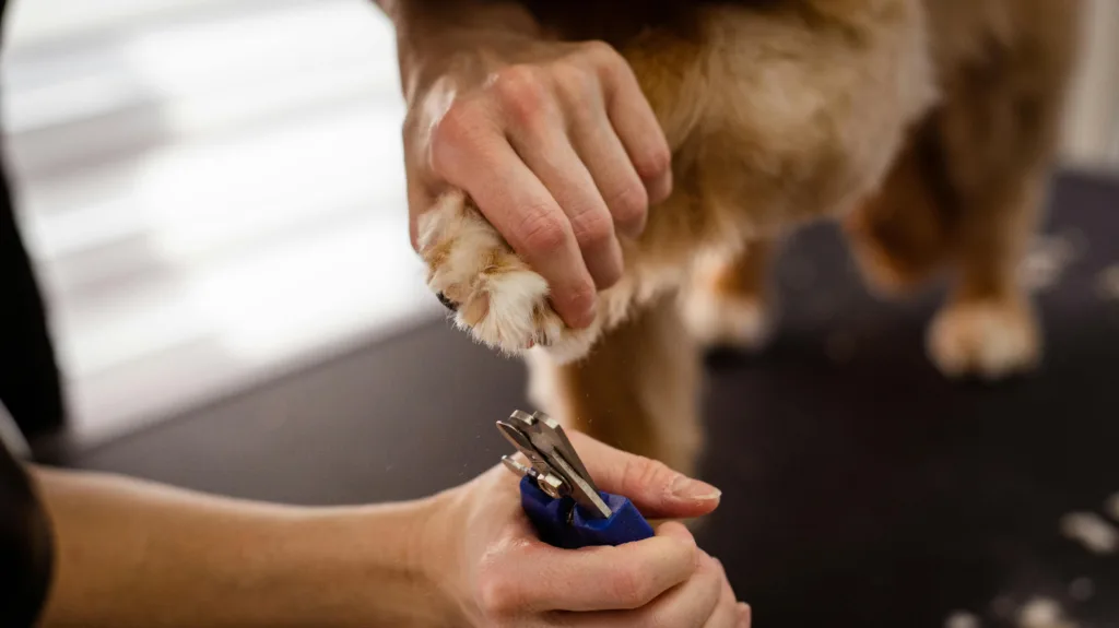 Professional Groomer trimming dog nails.
Thanks to: Goochie Poochie Grooming
Professional groomer from Burlington, Ontario
